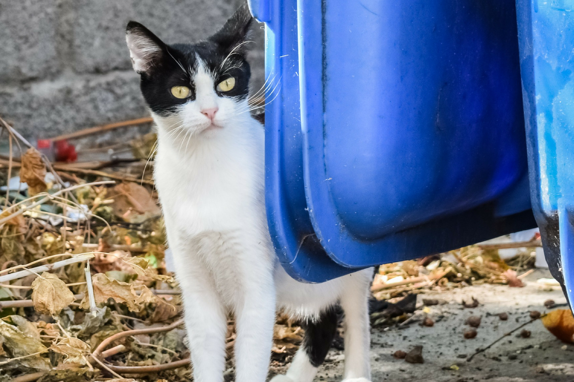Not all strays are feral