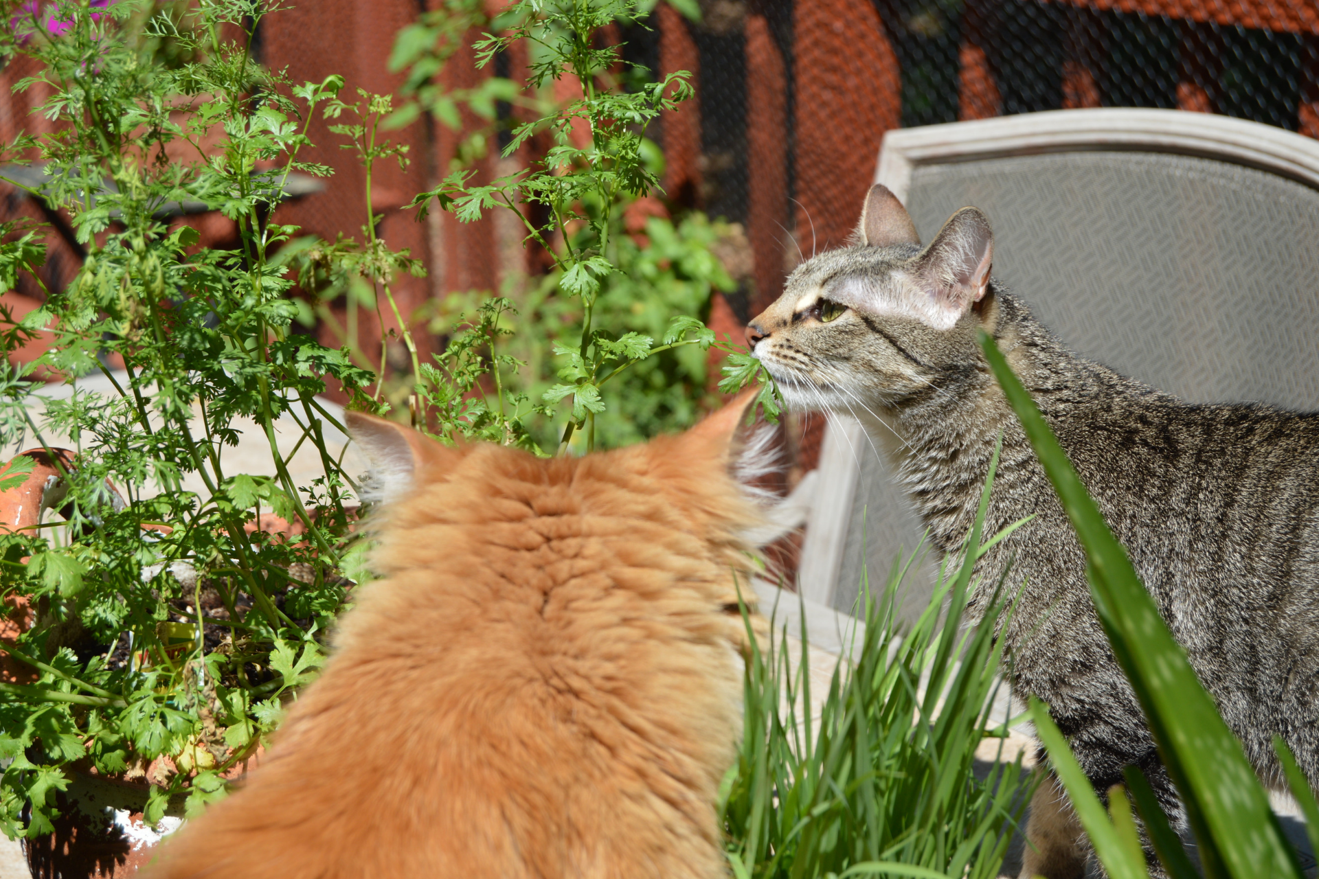 Summertime fun with your cat