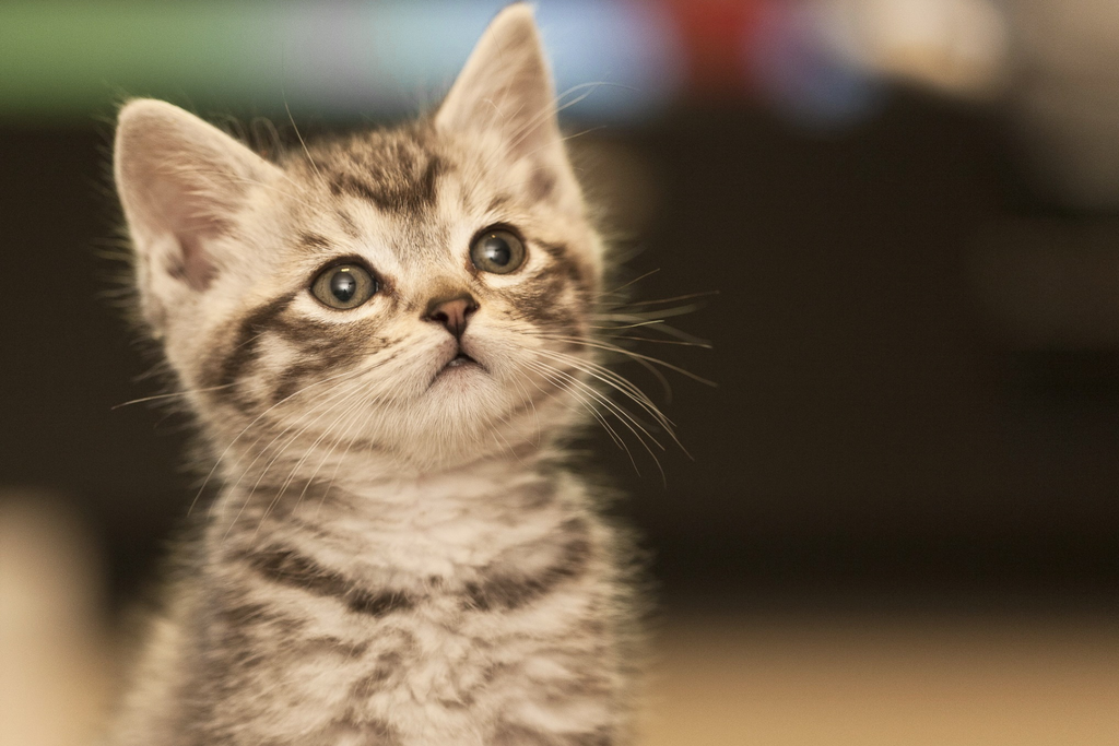 Top 10 things cats make us grateful for