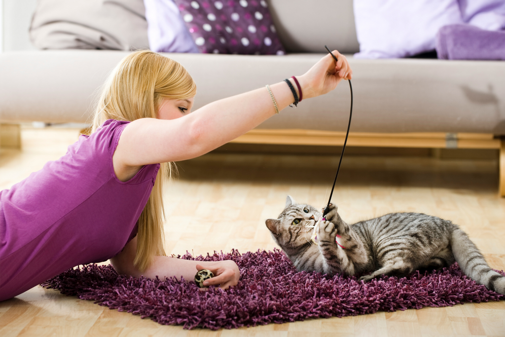 Why Do Cats Love Wand Toys?