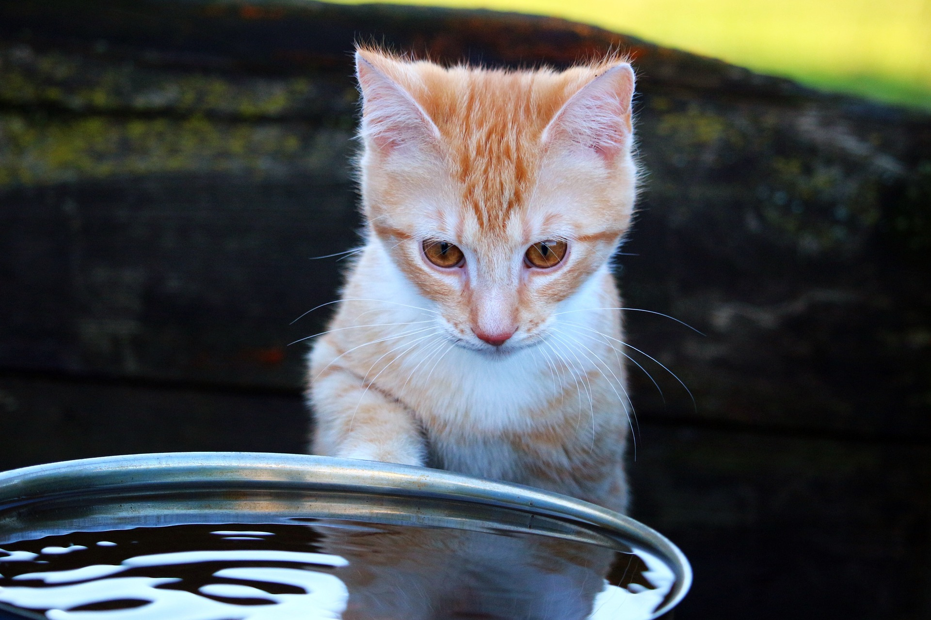 Why Does My Cat Put Toys in the Water Bowl?