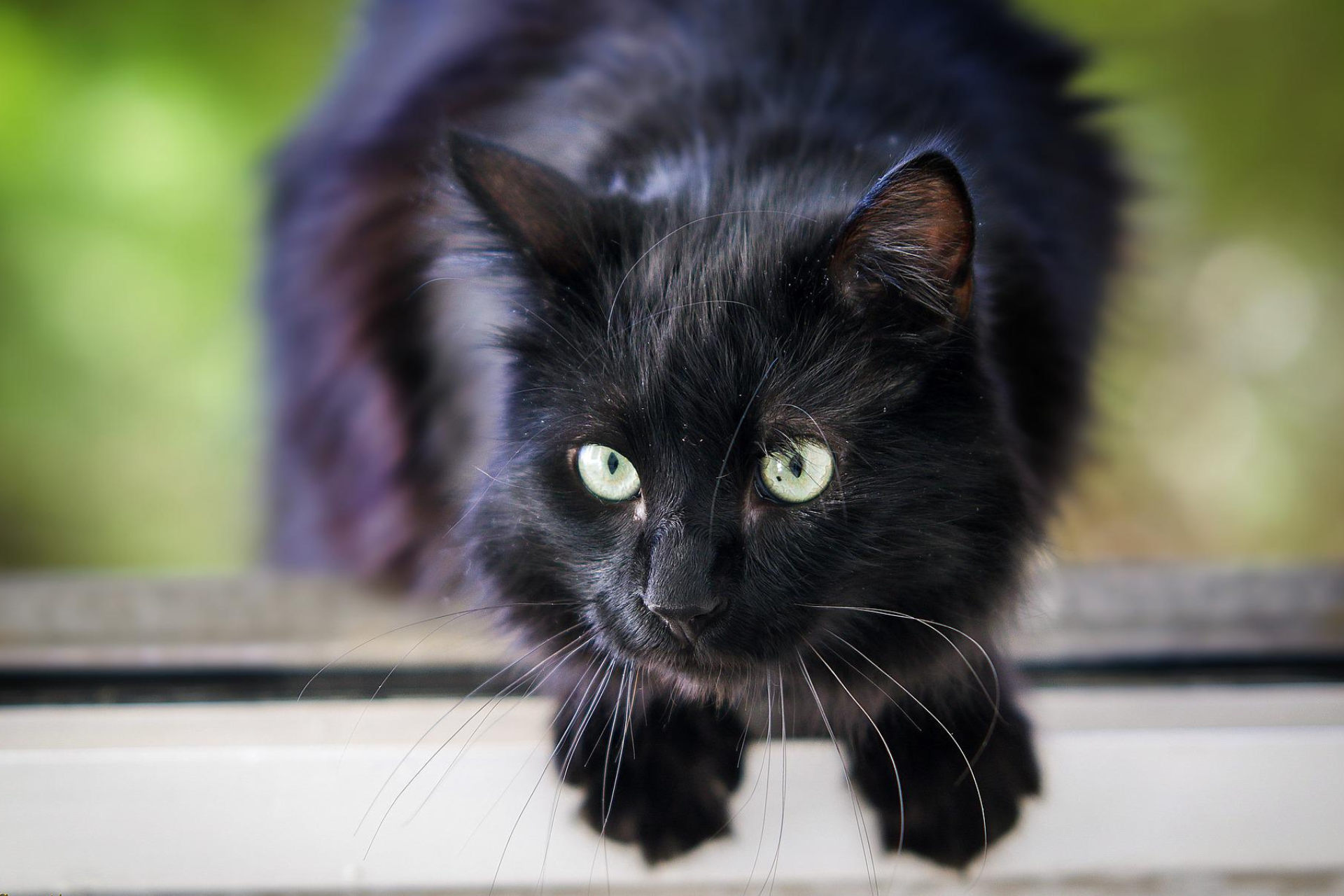 5 Reasons Why You Should Play With Your Cat