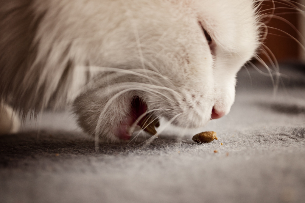 Are You Feeding Your Cat Correctly?