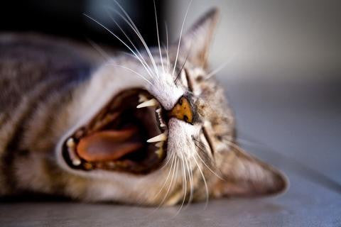 Whisker Fatigue: Decoding Strange Cat Behavior