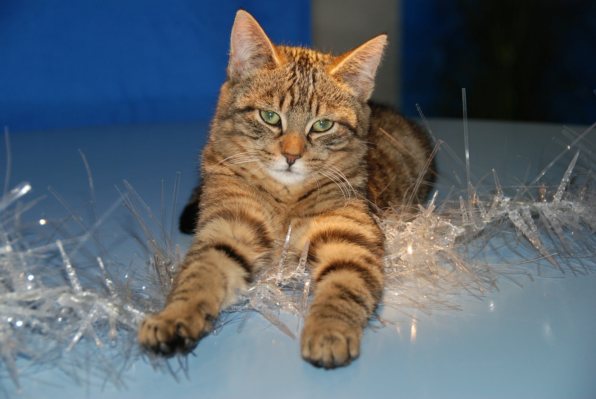 How to Avoid Unnecessary Holiday Disasters