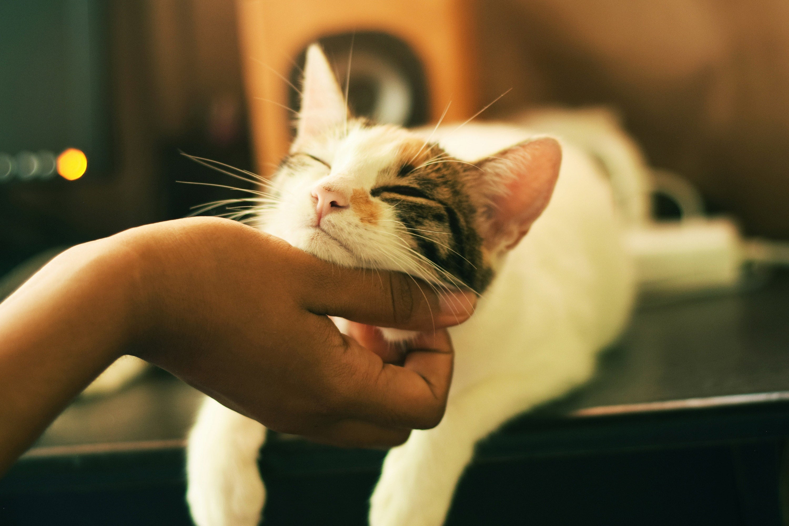 keeping your sanity and your cat's sanity during unhinged times