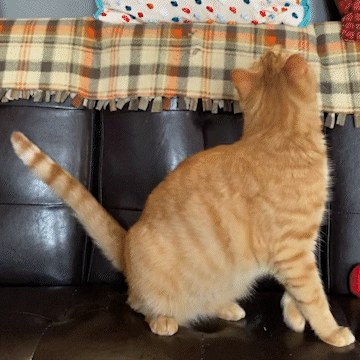 Dezi & Roo - orange cat playing with Squid wand attachment