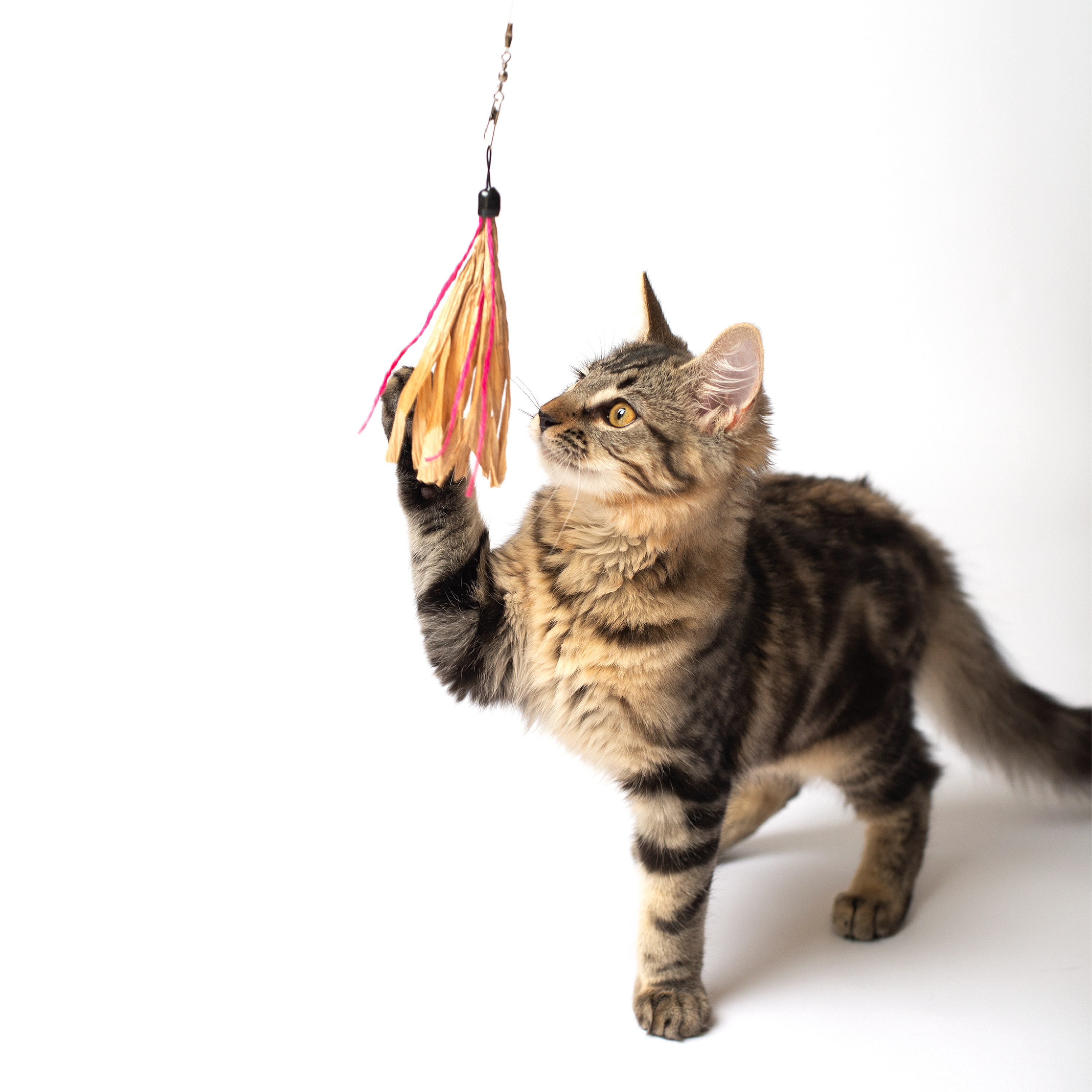 Dezi & Roo - cute cat playing with Cuttlefish wand attachment