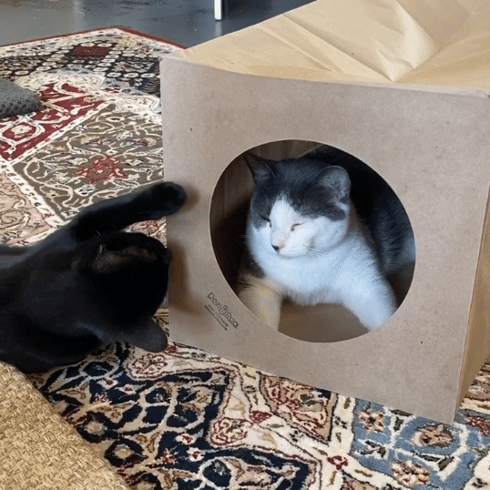 Dezi & Roo - two cats playing in paper tunnel - Hide and Sneak paper tunnel - cats bap bap