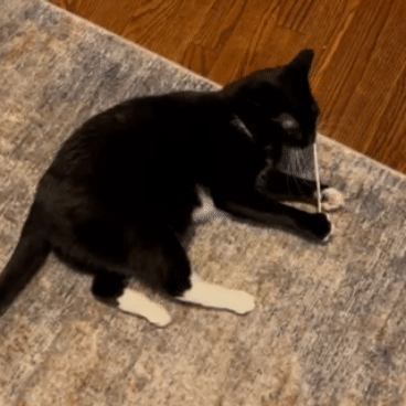 Dezi & Roo - cat playing with Pop 'n Purr refillable scent enrichment Lollipop