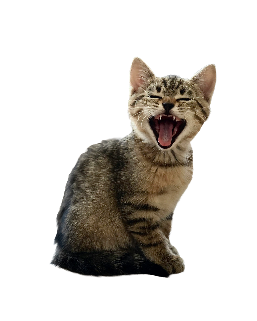 Dezi & Roo - That's what she said cat yawning 