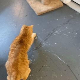 Dezi & Roo - orange cat chasing a paper ring toy attached to a wand