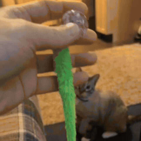 Dezi & Roo - cat jumping after Wiggly Ball bouncy ball cat toy