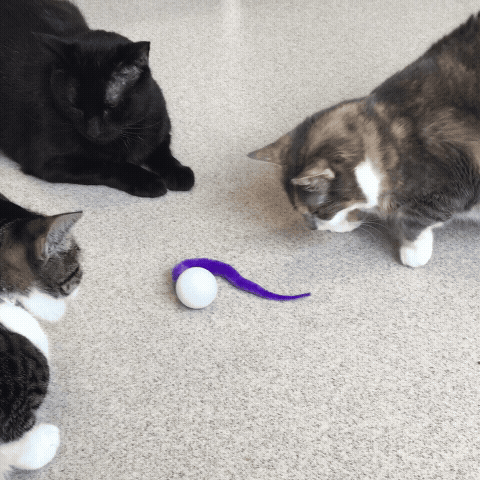 Dezi & Roo - cat playing with Wiggly Pong toy - ball with wormy tail - cat toy