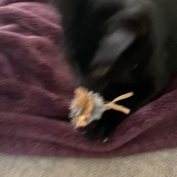 Dezi & Roo - cat attacking Buzzer wand attachment - cat toy that mimics prey - cat hunting toy