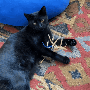 Dezi & Roo - black cat wrestling with Cuttlefish wand attachment cat toy - paper cat toy