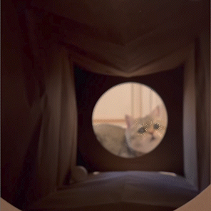 Dezi & Roo - hide and sneak paper tunnel - cat playing in tunnel