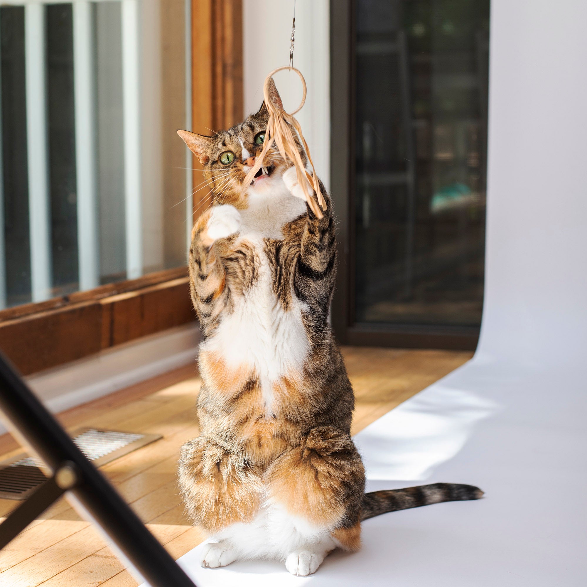 Dezi & Roo - Cat playing with a paper ring toy on a white floor