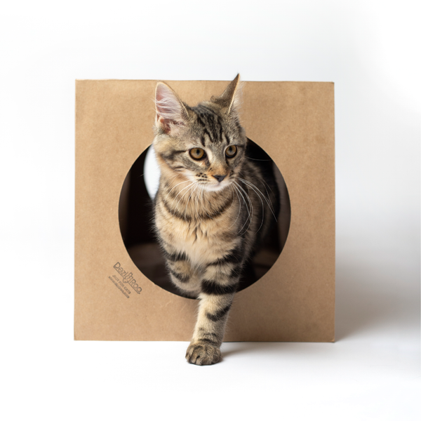 Dezi & Roo - cat standing inside a paper tunnel - Hide and Sneak cat tunnel - two entrance and exits paper tunnel for cats to run through