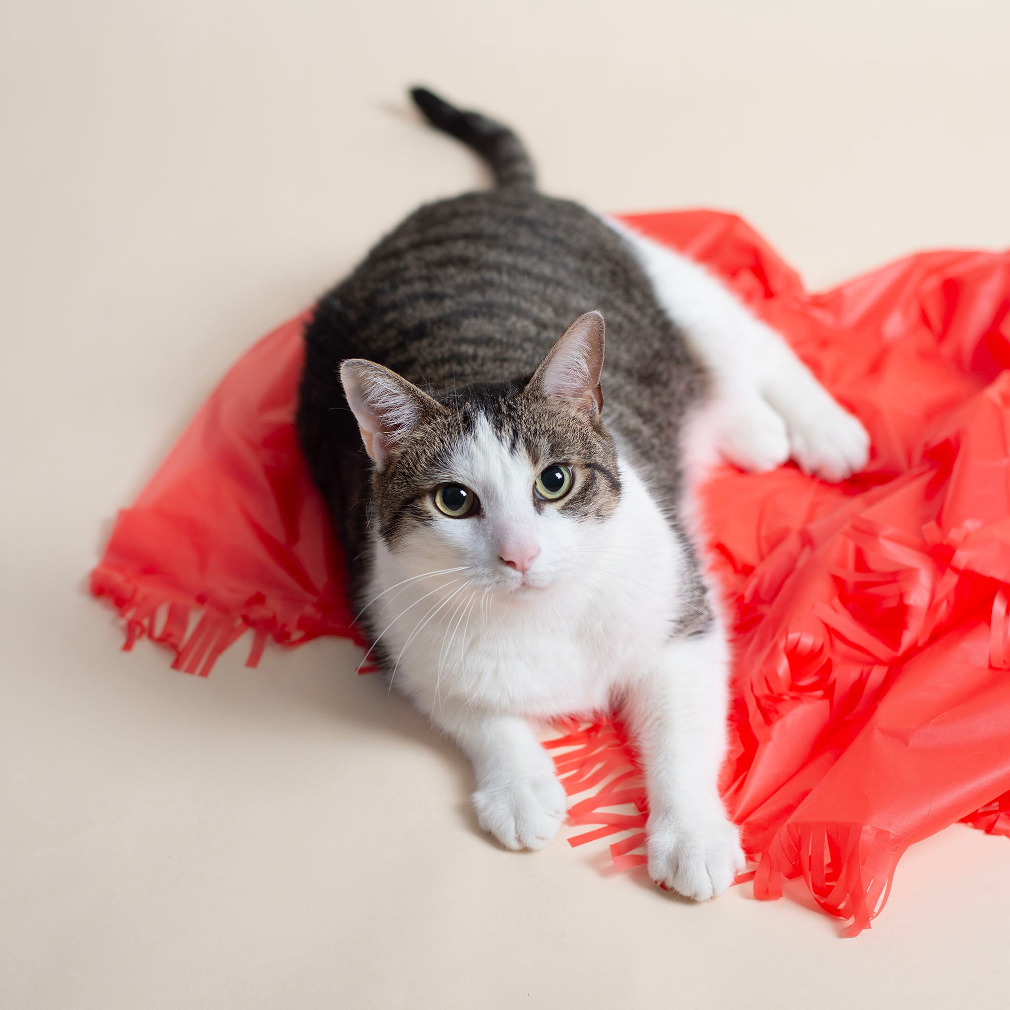 Dezi & Roo - Magic Carpet b- play tent for cats - plastic sheet