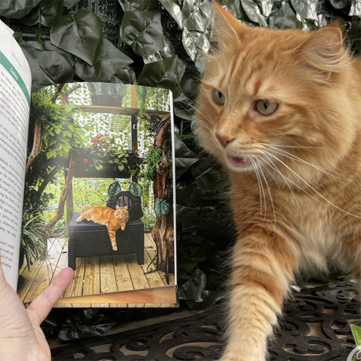 Indoor Cat - Book