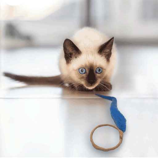 Cat sales ring toy